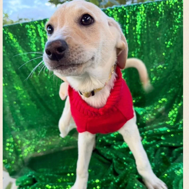 A baby small-sized female Yellow Labrador Retriever dog named Vicky for adoption in Englewood, FL