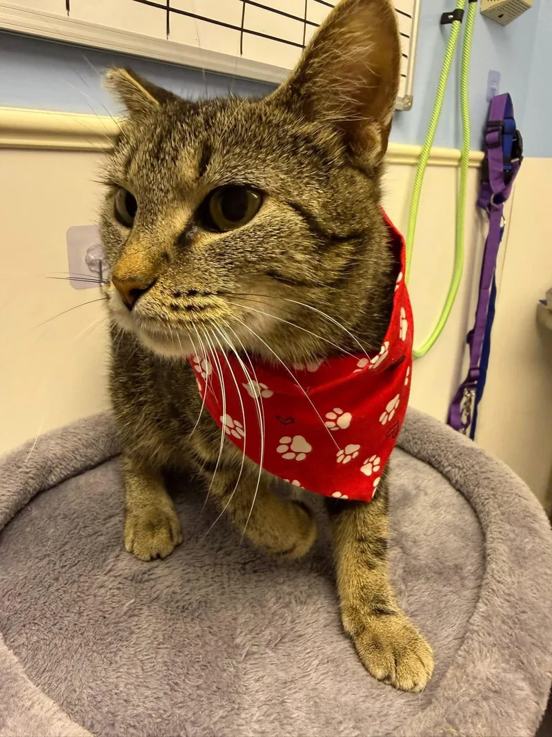 An adult small-sized female Domestic Short Hair cat named Selma for adoption in Steeleville, IL