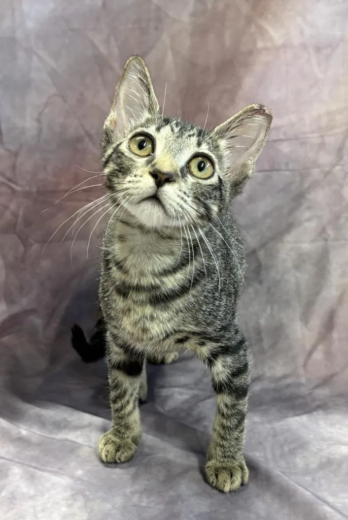 A baby medium-sized female Domestic Short Hair cat named Amy for adoption in Springfield, GA