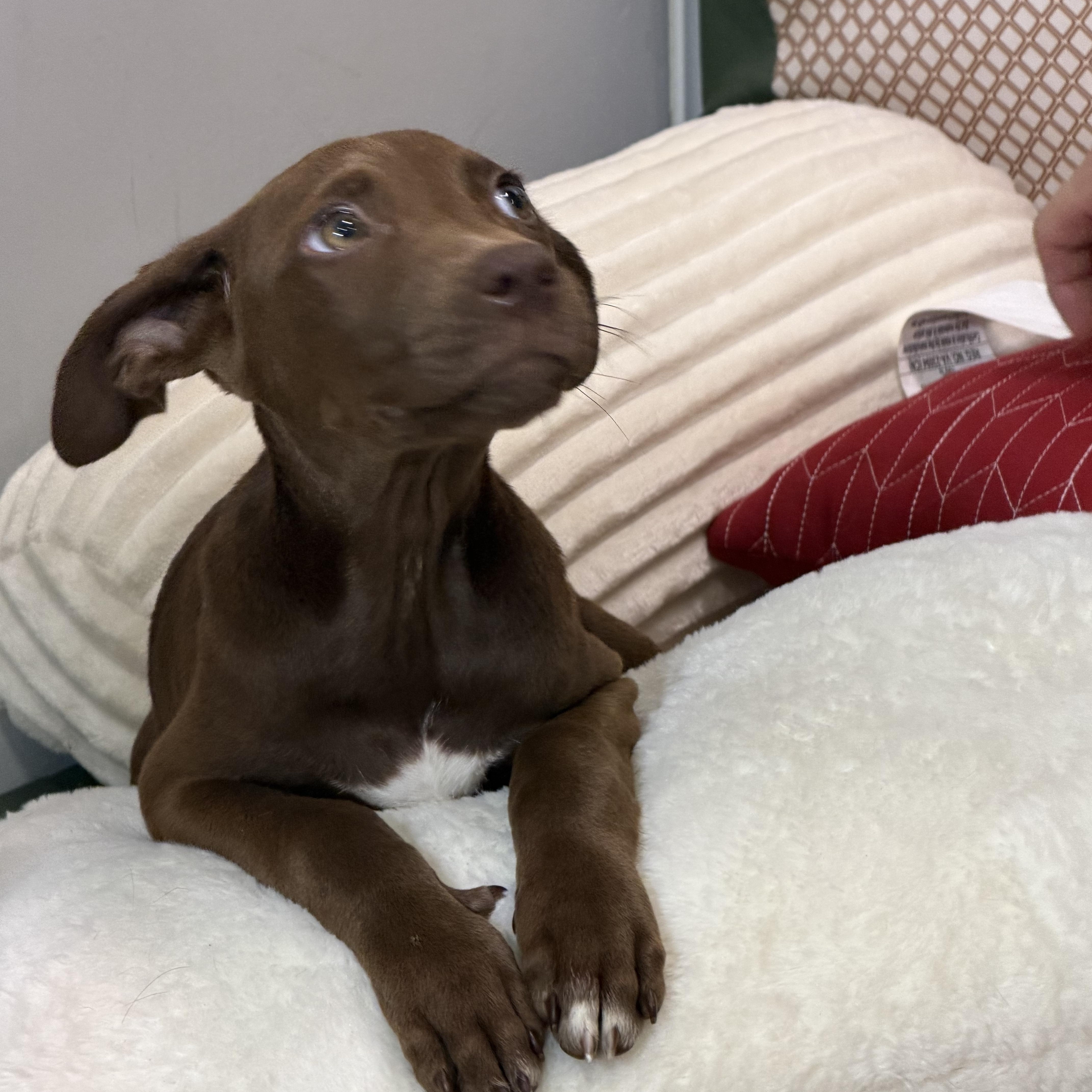 A baby medium-sized female Brown / Chocolate Australian Shepherd dog named Larazole for adoption in Watertown, CT