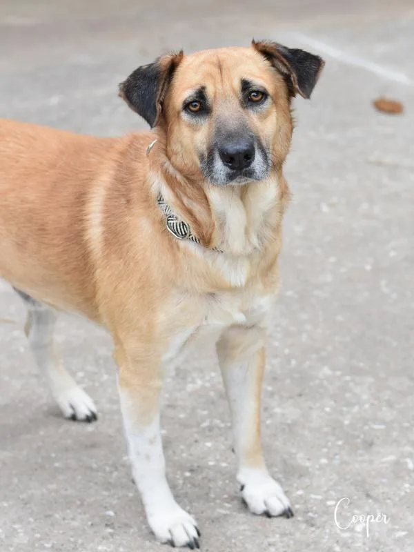An adult medium-sized male Shepherd dog named Cooper for adoption in Conroe, TX