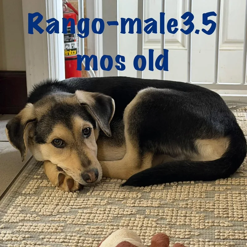Rango