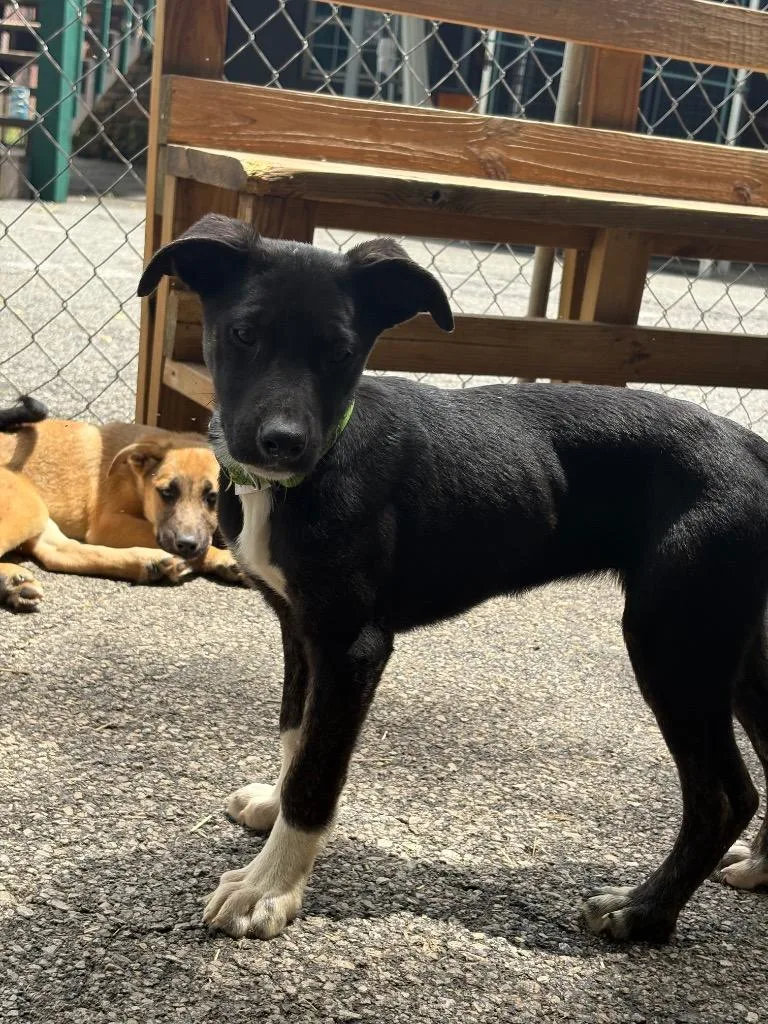 A baby medium-sized female German Shepherd Dog dog named Ninja Turtle Collar for adoption in Russellville, KY