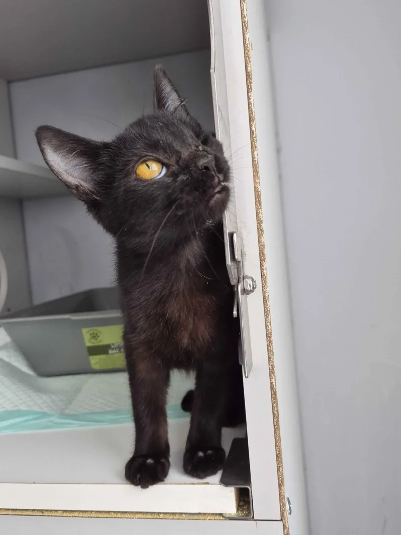 A baby medium-sized female Black Domestic Short Hair cat named Tootsie for adoption in Richmond, KY