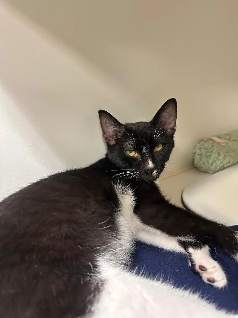 A baby small-sized male Domestic Short Hair cat named Tucker for adoption in Johnson City, TN