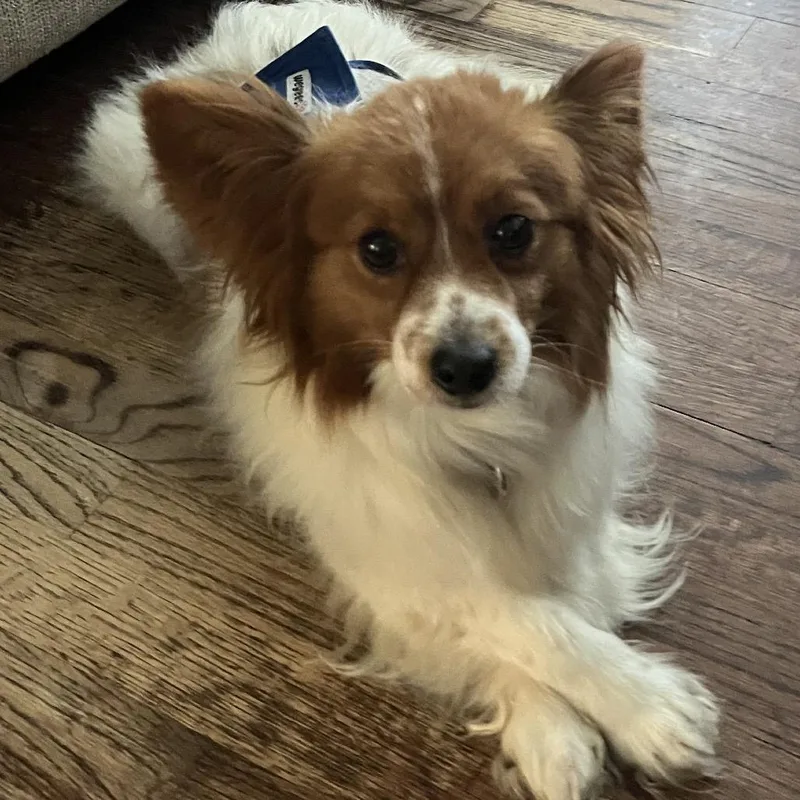 An adult small-sized male White / Cream Papillon dog named Griffin for adoption in Sinking Spring, PA