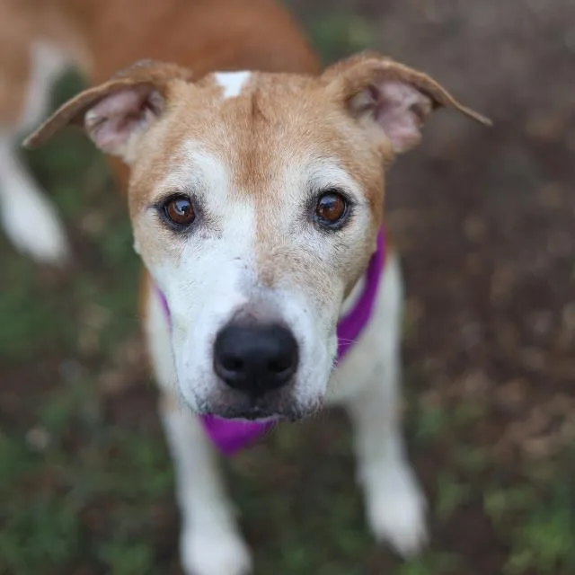 An adult medium-sized female American Staffordshire Terrier dog named Brownie for adoption in San Antonio, TX