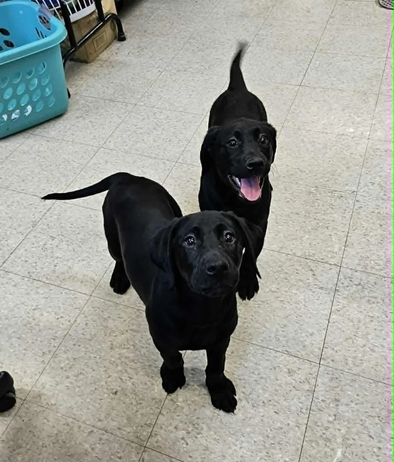 A baby large-sized female Black Labrador Retriever dog named Gertrude for adoption in Saginaw, MI
