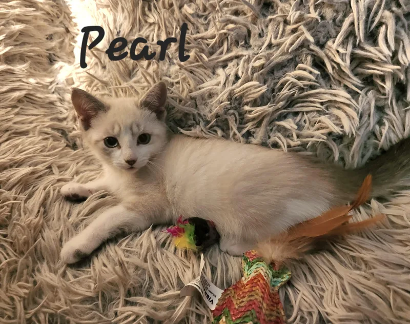A baby medium-sized female Buff / Tan / Fawn Domestic Short Hair cat named Pearl for adoption in Radford, VA