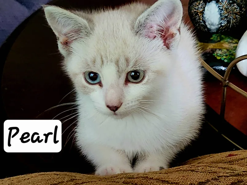 Pearl thumbnail 2