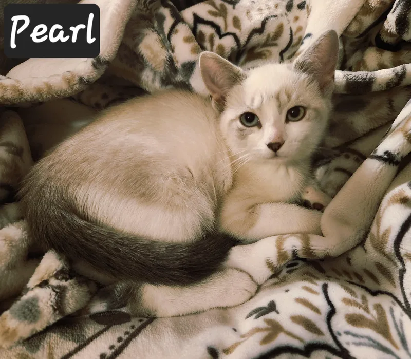 Pearl thumbnail 3
