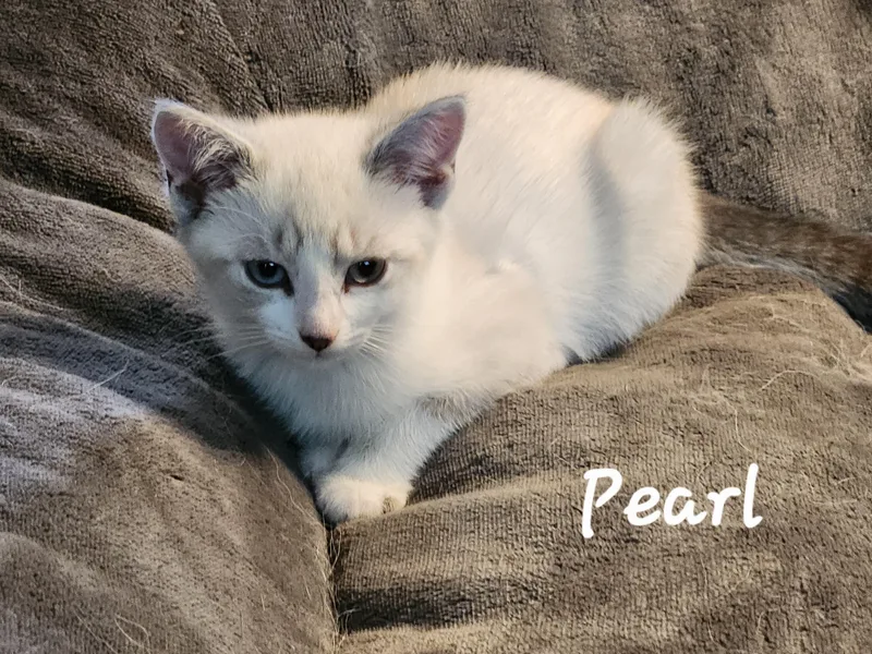 Pearl thumbnail 4