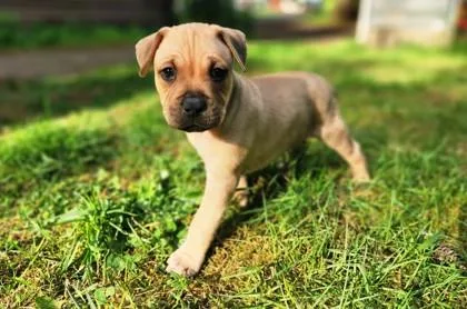 A baby small-sized male Retriever dog named Elm for adoption in Bellevue, WA