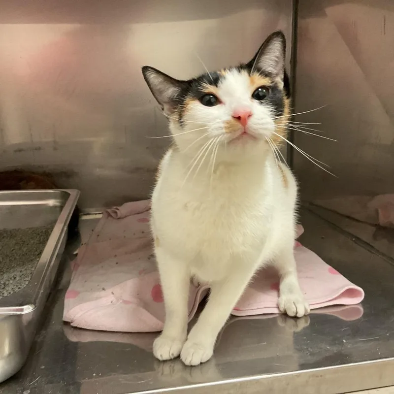 An adult medium-sized female White Domestic Short Hair cat named Peaches for adoption in Monroe, LA