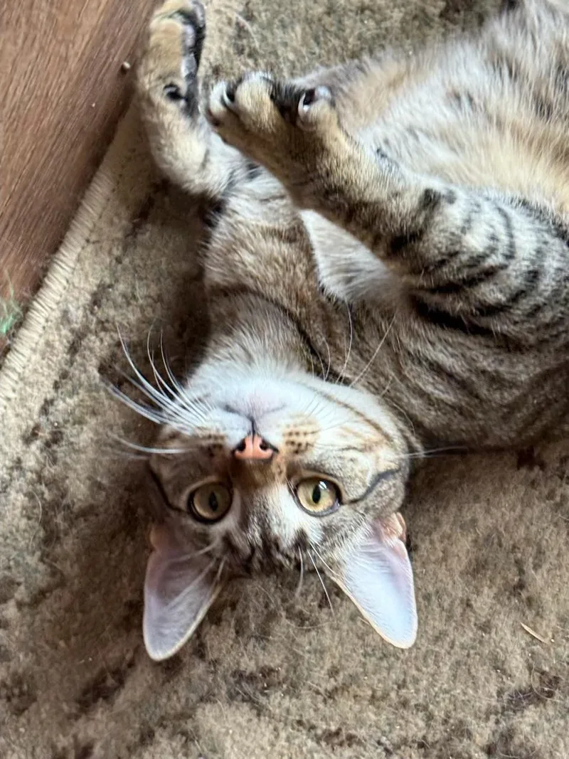 A young medium-sized male Tabby (Brown / Chocolate) Domestic Short Hair cat named Snickers Kuykendahl Petsmart for adoption in Spring, TX