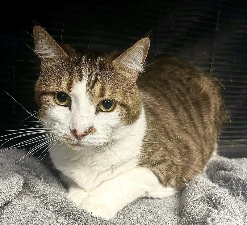 An adult medium-sized female Domestic Short Hair cat named Cece for adoption in Gettysburg, PA