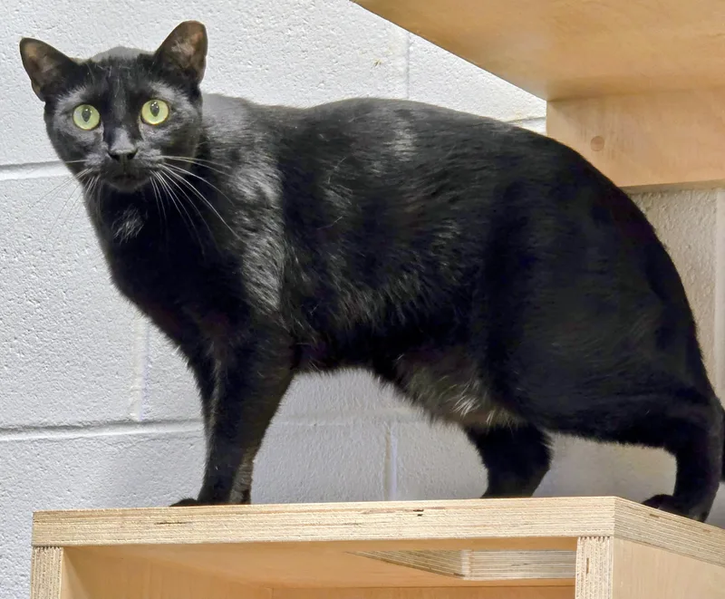 An adult large-sized male Domestic Short Hair cat named Jonesy for adoption in Amityville, NY