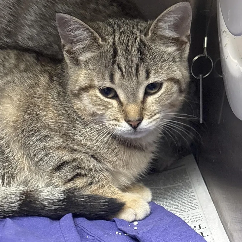 A baby small-sized female Gray / Blue / Silver Domestic Short Hair cat named Sangria for adoption in Philadelphia, PA