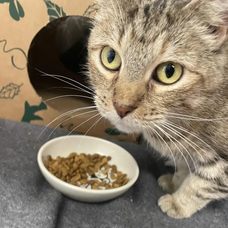 An adult medium-sized female Brown / Chocolate Domestic Short Hair cat named Jacqueline for adoption in Saint Charles, MO