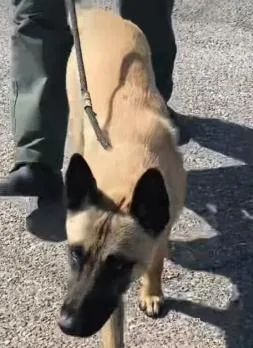 A baby large-sized male Belgian Shepherd / Laekenois dog named David for adoption in Frazier Park, CA