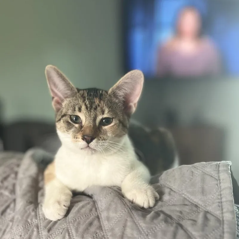 Isabella thumbnail 2