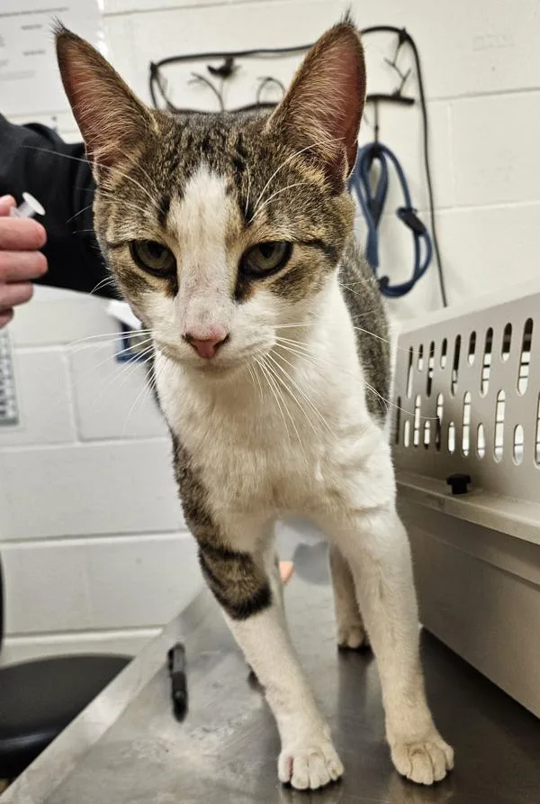 A young small-sized female Domestic Short Hair cat named Milk for adoption in Pocatello, ID