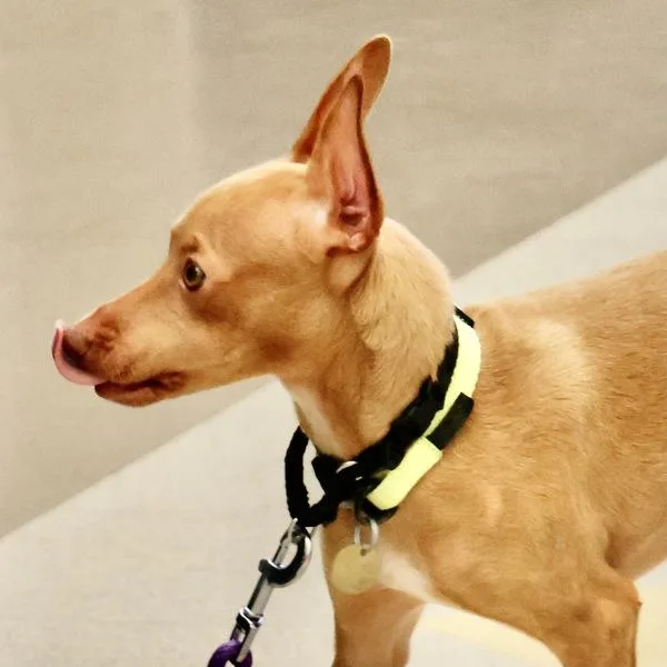 A baby medium-sized female Chihuahua dog named Raya for adoption in Dublin, CA