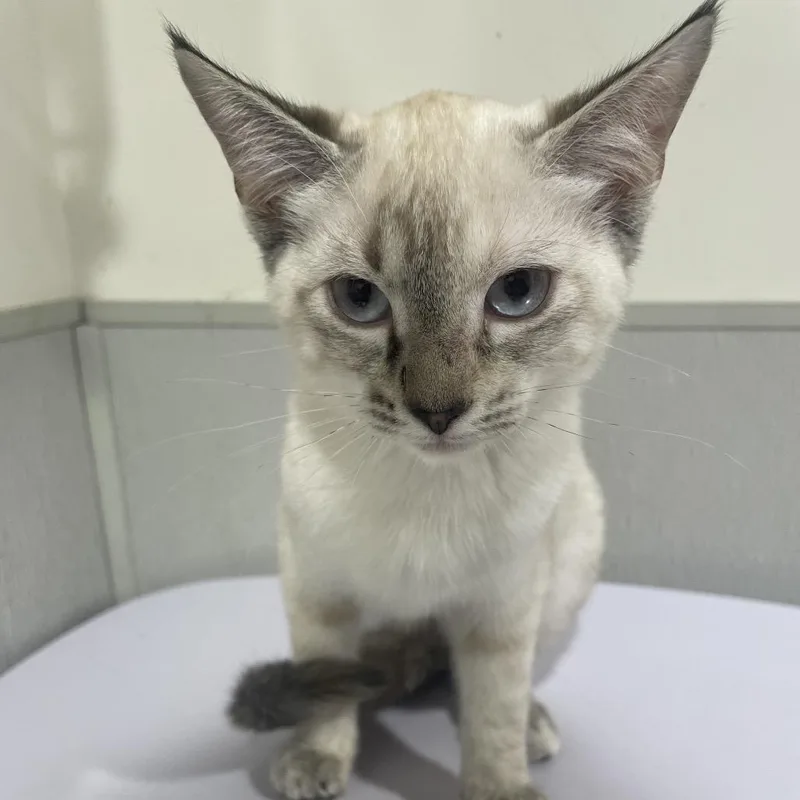 A baby small-sized female Cream / Ivory Siamese cat named Katara for adoption in Tampa, FL