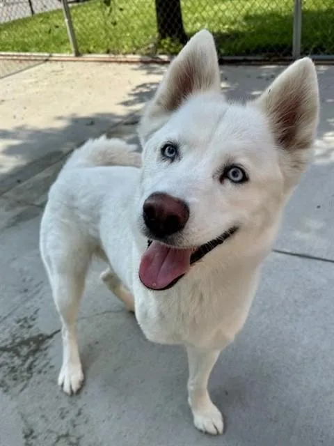 A young medium-sized female Siberian Husky dog named Sky for adoption in Olathe, KS