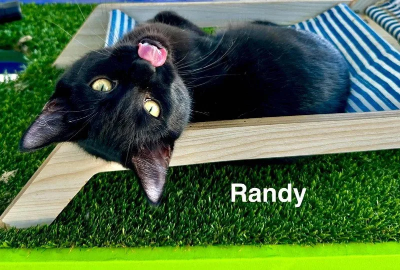 A young small-sized male Black Domestic Medium Hair cat named Randy for adoption in Saint George, UT
