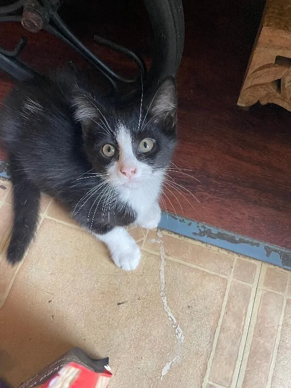 A young small-sized male Black & White / Tuxedo Domestic Short Hair cat named Navy for adoption in Cincinnati, OH