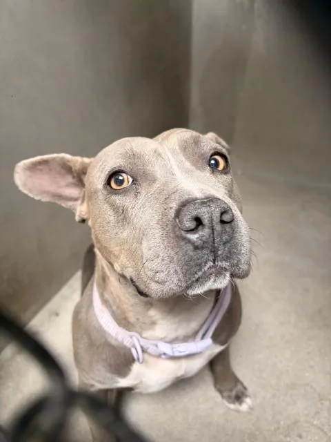 A young medium-sized female Pit Bull Terrier dog named Maxine for adoption in San Bernardino, CA