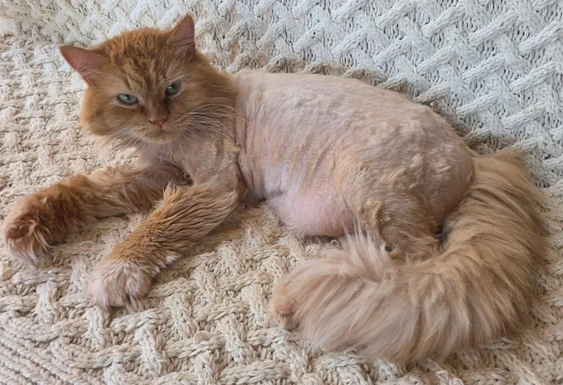 An adult large-sized male Domestic Medium Hair cat named Red for adoption in Saint George, UT