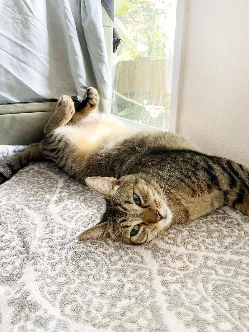 Earnest & Snow thumbnail 4