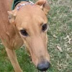 An adult large-sized male Greyhound dog named Amber Alert for adoption in grandville, MI