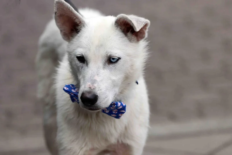 An adult medium-sized male Siberian Husky dog named Titan for adoption in Walnut Creek, CA