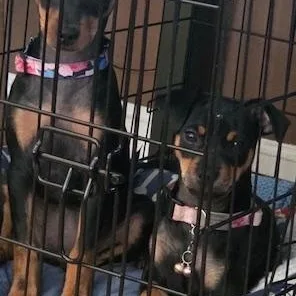 A baby small-sized female Bicolor Miniature Pinscher dog named Astrid for adoption in Carlsbad, CA