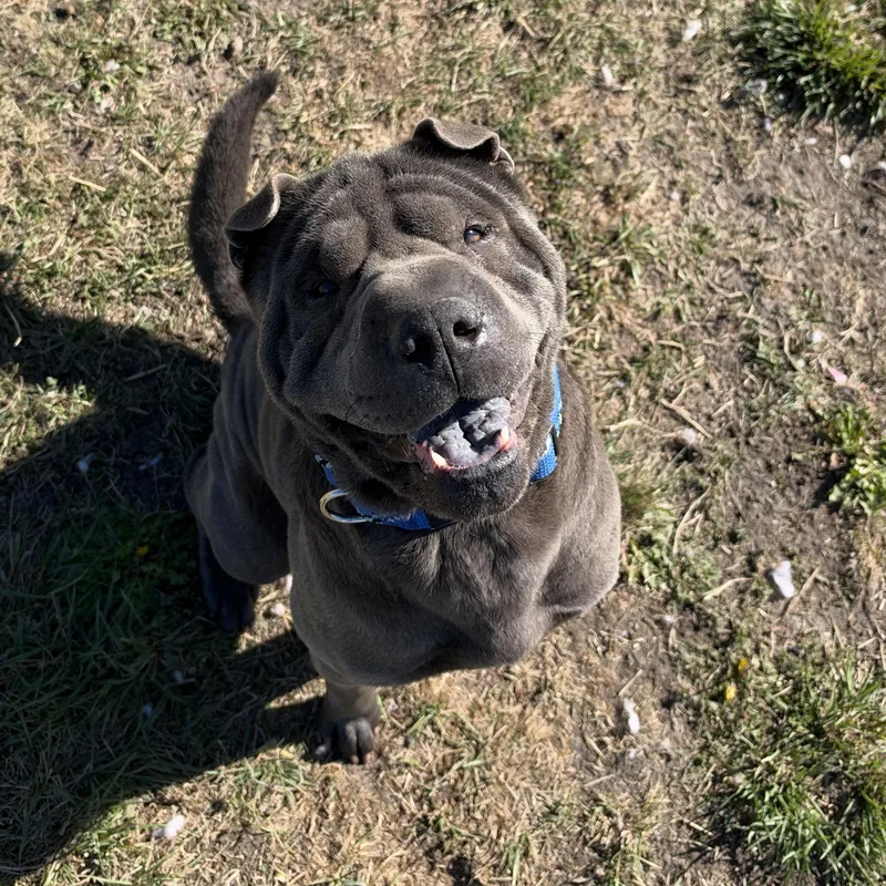An adult large-sized male Shar-Pei dog named Steve for adoption in La Grande, OR
