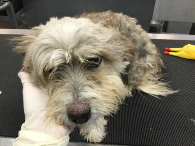 An adult small-sized male Terrier dog named Rocky for adoption in Thousand Palms, CA