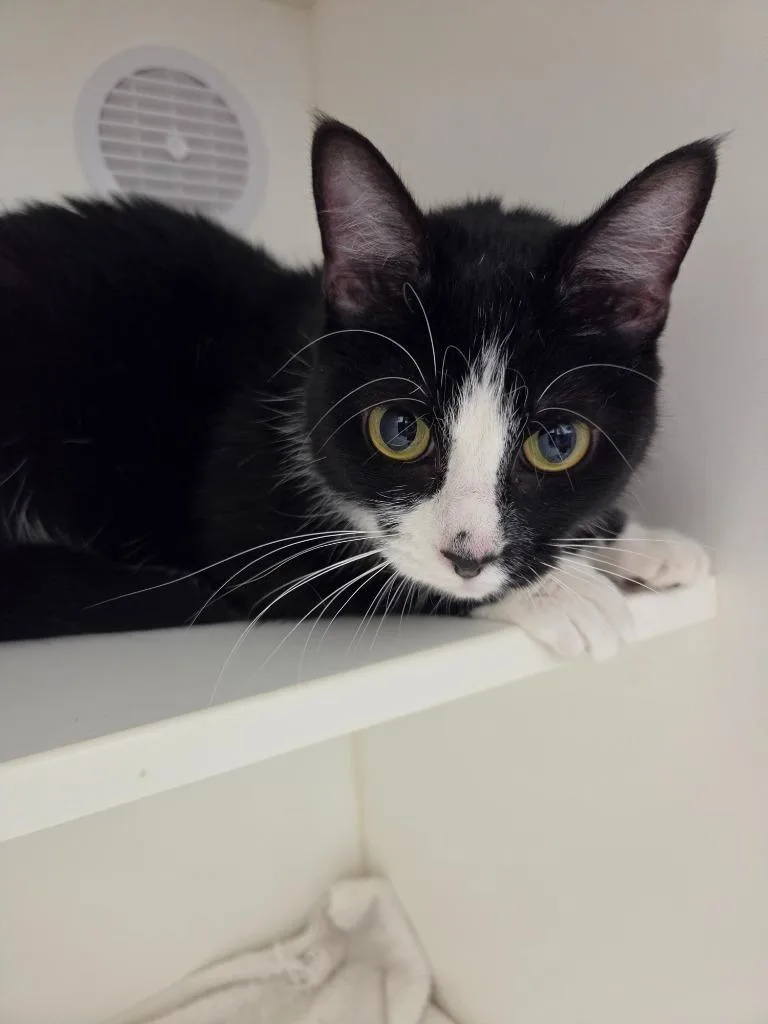 A young large-sized female Domestic Short Hair cat named Sabrina for adoption in Oxford, NC