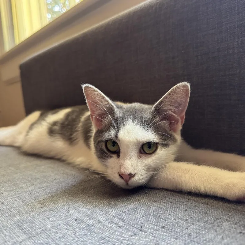 A young medium-sized female Gray / Blue / Silver Domestic Short Hair cat named Margot for adoption in Durham, NC
