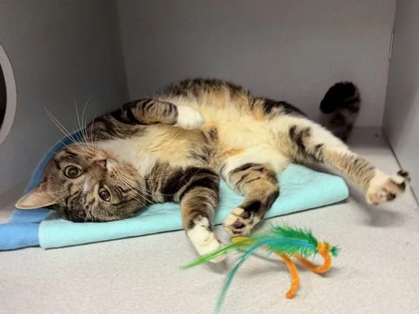 An adult medium-sized male Domestic Short Hair cat named Timothy for adoption in New York, NY