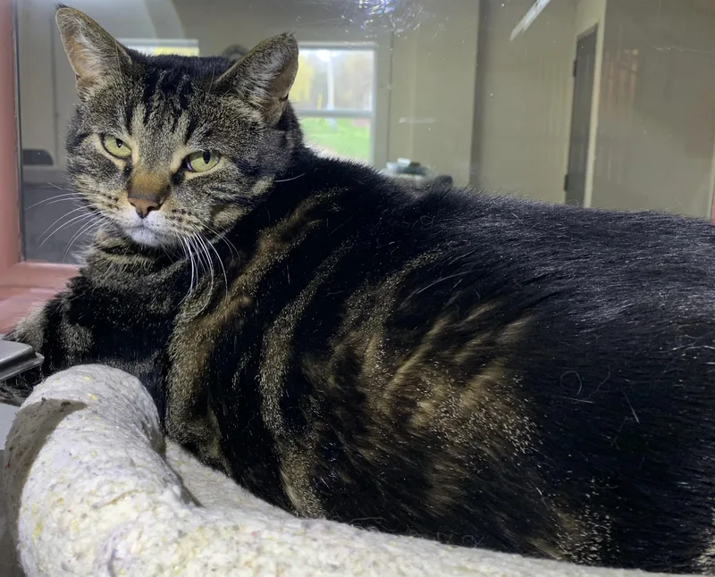 An adult extra large-sized female Tabby (Brown / Chocolate) Domestic Short Hair cat named Tabitha for adoption in Massena, NY
