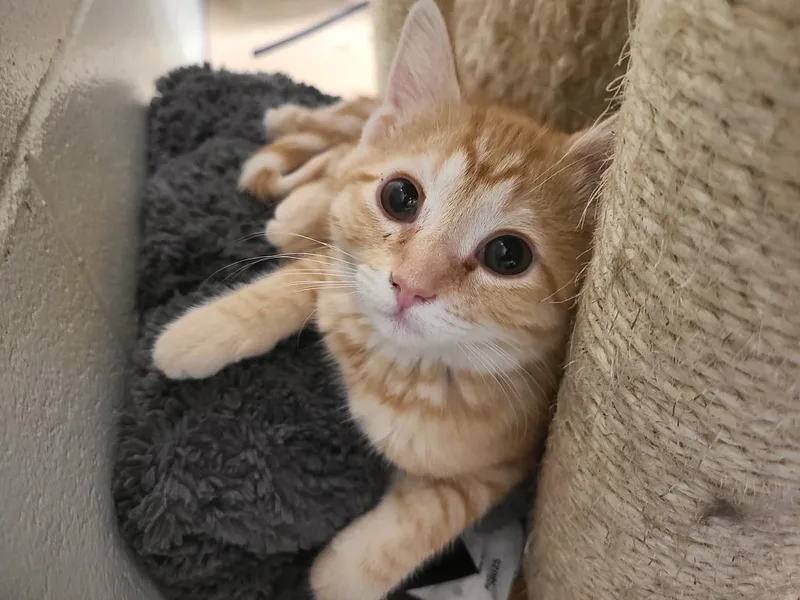 An adult medium-sized female Domestic Short Hair cat named Colby for adoption in Hamilton, OH