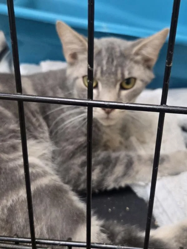 An adult small-sized male Domestic Short Hair cat named Mark for adoption in Salisbury, MD