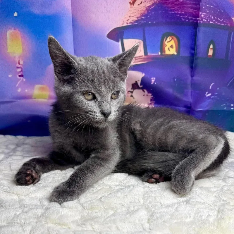A baby medium-sized female Gray / Blue / Silver Domestic Short Hair cat named Sweetart for adoption in Greensburg, PA