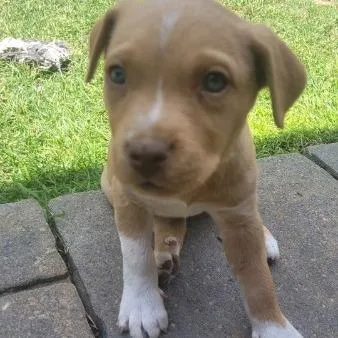 A baby small-sized female Mixed Breed dog named Harlow for adoption in Allyn, WA