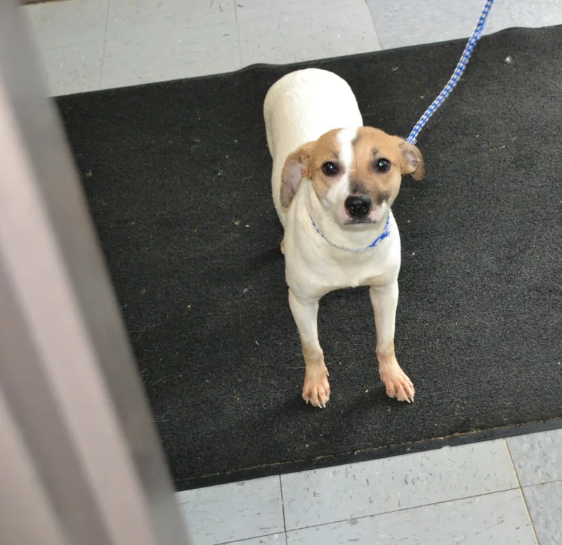 A baby small-sized female Yellow / Tan / Blond / Fawn Rat Terrier dog named Simone for adoption in Jackson, LA