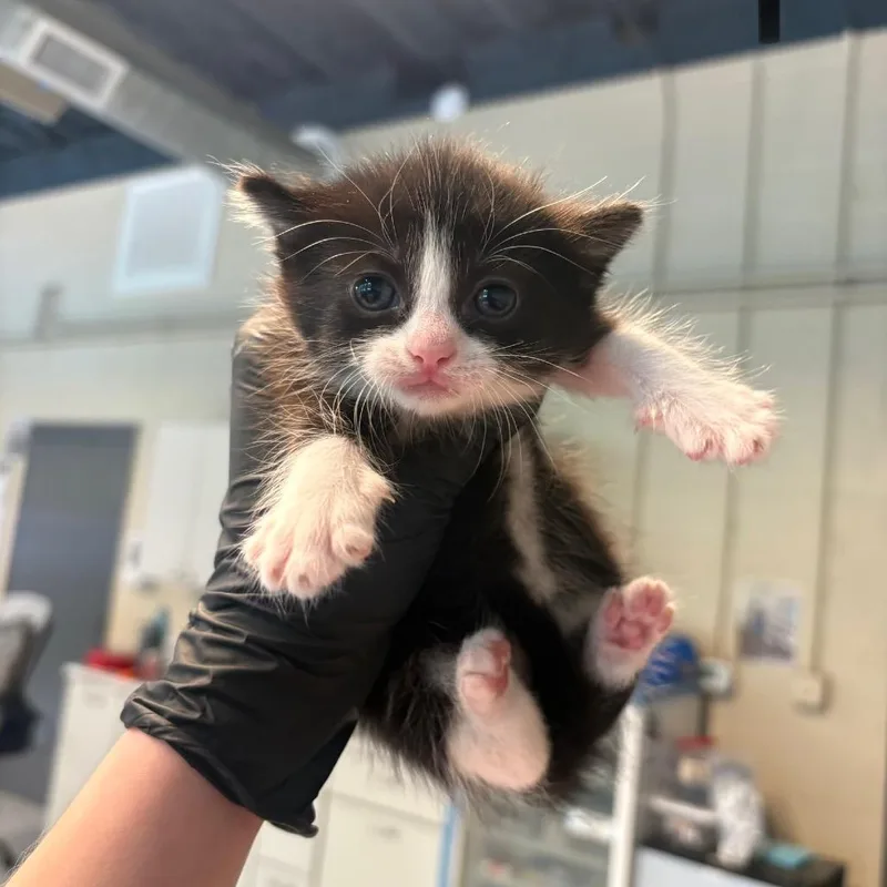 A baby small-sized female Black Domestic Short Hair cat named Hermione for adoption in Pasadena , MD