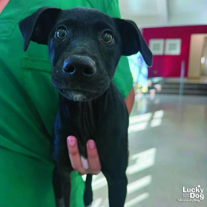 A baby medium-sized female Labrador Retriever dog named Dolly for adoption in Washington, DC